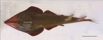 Image result for Rhinobatos rhinobatos
