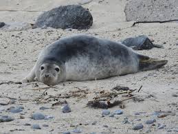 Image result for Halichoerus grypus