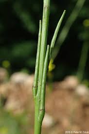 Attēlu rezultāti vaicājumam “Sisymbrium volgense flower”