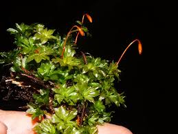 Attēlu rezultāti vaicājumam “Rhodobryum roseum”