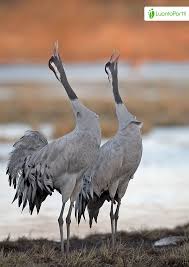 Attēlu rezultāti vaicājumam “Grus grus”