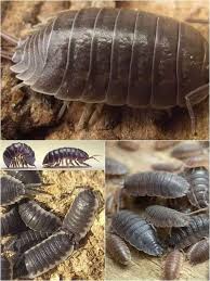 Attēlu rezultāti vaicājumam “Oniscoidea”