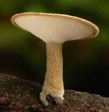 Attēlu rezultāti vaicājumam “Polyporus melanopus”