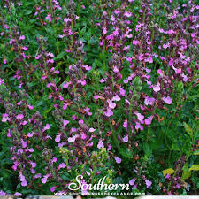 Attēlu rezultāti vaicājumam “Diderma tigrinum stalked”