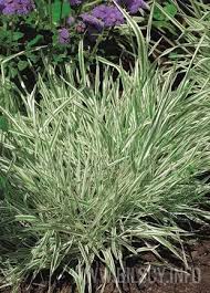 Attēlu rezultāti vaicājumam “Holcus mollis”