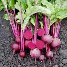 Image result for Beta vulgaris