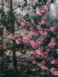 Attēlu rezultāti vaicājumam “Hamamelis vernalis flower”