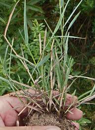 Attēlu rezultāti vaicājumam “Agrostis stolonifera”