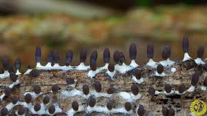 Attēlu rezultāti vaicājumam “Diachea leucopodia”