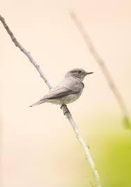 Attēlu rezultāti vaicājumam “Muscicapa striata juvenile”