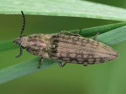 Attēlu rezultāti vaicājumam “Actenicerus sjaelandicus”