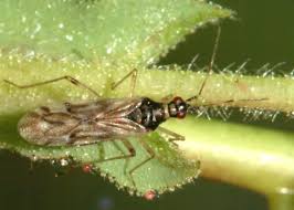 Attēlu rezultāti vaicājumam “Dicyphus nymph”