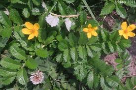 Image result for Potentilla anserina