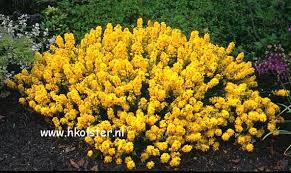 Image result for Genista tinctoria