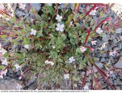 Attēlu rezultāti vaicājumam “Eleocharis uniglumis flower”