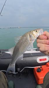 Image result for Blackpool Boat Angling Club