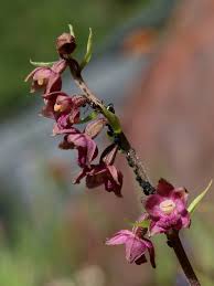 Attēlu rezultāti vaicājumam “Epipactis atrorubens flower”