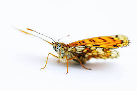 Attēlu rezultāti vaicājumam “Hamearis lucina underside”