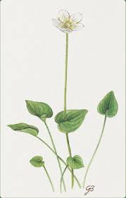 Attēlu rezultāti vaicājumam “Parnassia palustris leaf”