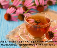 Attēlu rezultāti vaicājumam “Echinacea purpurea bud”