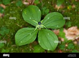 Attēlu rezultāti vaicājumam “Paris quadrifolia fruit”