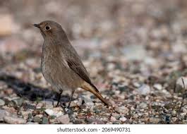 Attēlu rezultāti vaicājumam “Phoenicurus phoenicurus female”