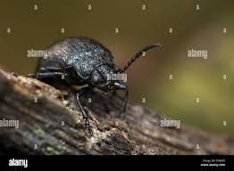 Attēlu rezultāti vaicājumam “Galeruca tanaceti”