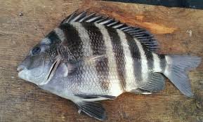 Image result for Archosargus probatocephalus