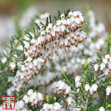 Attēlu rezultāti vaicājumam “Erica x darleyensis flower”
