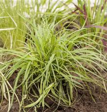 Attēlu rezultāti vaicājumam “Carex caryophyllea leaf”