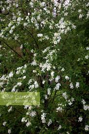 Attēlu rezultāti vaicājumam “Exochorda giraldii var. wilsonii”
