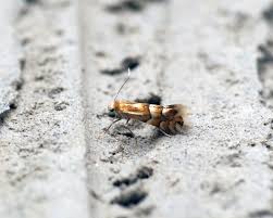 Attēlu rezultāti vaicājumam “Phyllonorycter sp.”