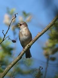 Attēlu rezultāti vaicājumam “Sylvia borin nest”
