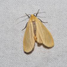 Attēlu rezultāti vaicājumam “Eilema sororcula”