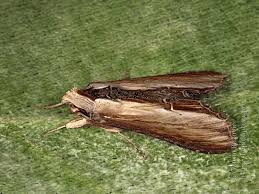 Attēlu rezultāti vaicājumam “Cucullia verbasci larva”