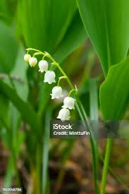 Attēlu rezultāti vaicājumam “Convallaria majalis bud”