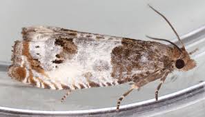 Attēlu rezultāti vaicājumam “Notocelia roborana”