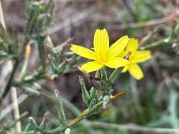 Attēlu rezultāti vaicājumam “Anthyllis maritima bud”