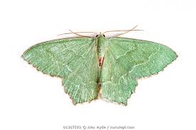 Attēlu rezultāti vaicājumam “Hemithea aestivaria”