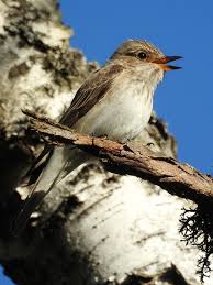 Attēlu rezultāti vaicājumam “Muscicapa striata”