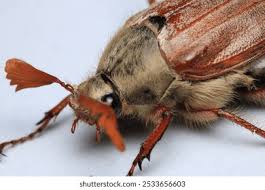 Attēlu rezultāti vaicājumam “Melolontha hippocastani”