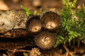 Attēlu rezultāti vaicājumam “Cyathus striatus”