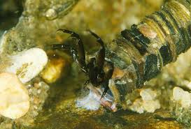 Attēlu rezultāti vaicājumam “Trichoptera”