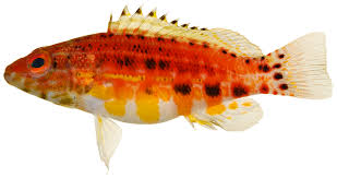 Image result for Serranus atricauda