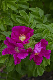 Attēlu rezultāti vaicājumam “Rosa villosa”