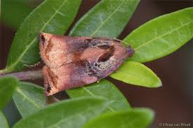 Attēlu rezultāti vaicājumam “Archips podana”