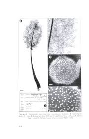 Attēlu rezultāti vaicājumam “Comatricha nigra stalked”