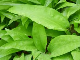 Image result for Bärlauch