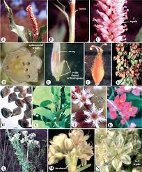 Attēlu rezultāti vaicājumam “Santalaceae”