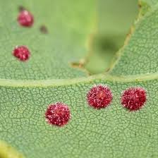 Attēlu rezultāti vaicājumam “Neuroterus quercusbaccarum”